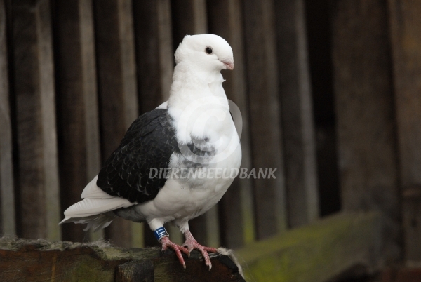 Foto van een Oud Hollandse Meeuw (bron: dierenbeeldband.nl)