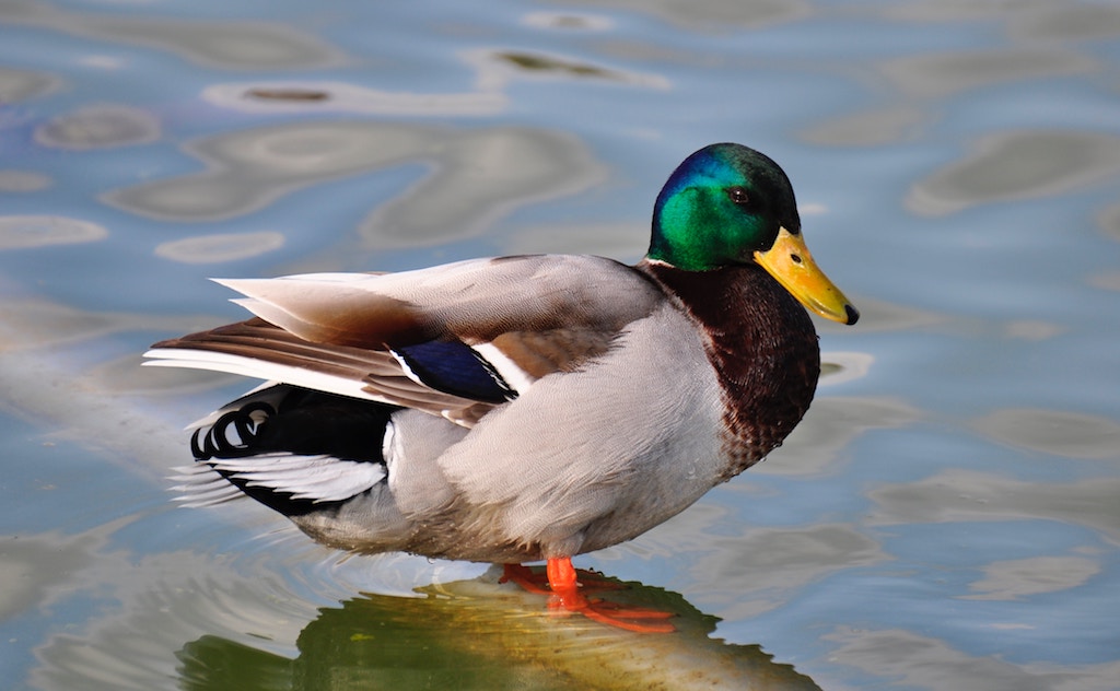 Foto van een wilde eend