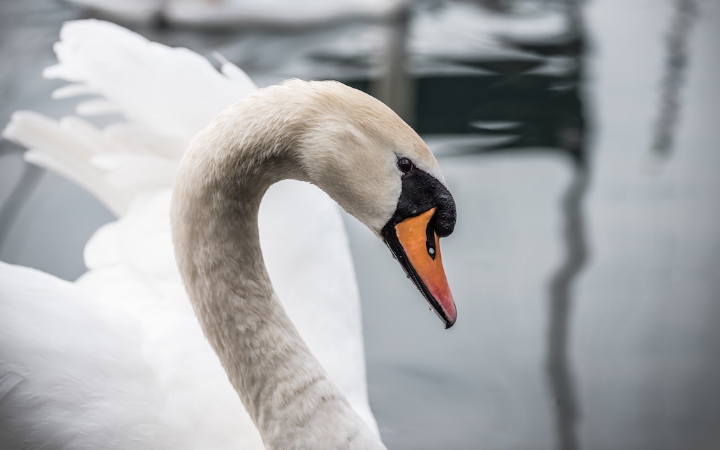 Foto van een prachtige zwaan i(hobbypluimvee)