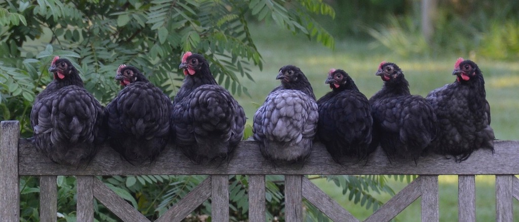 Kippen in rust. Ze slapen en dromen net als andere zoogdieren