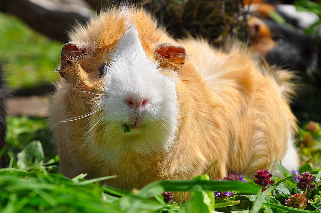 Cavia's zitten er genoeg bij knaagdieropvang Het Knagertje