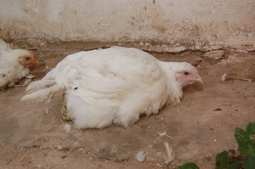 NCD: newcastle chicken disease