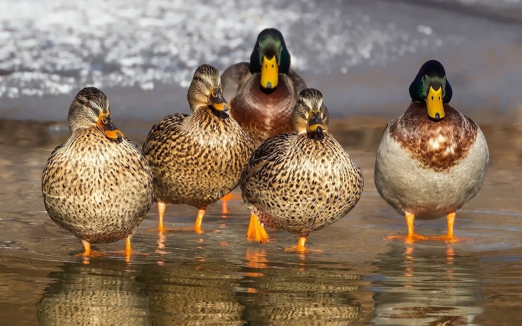 Er is vogelgriep geconstateerd bij wilde eenden in Nederland