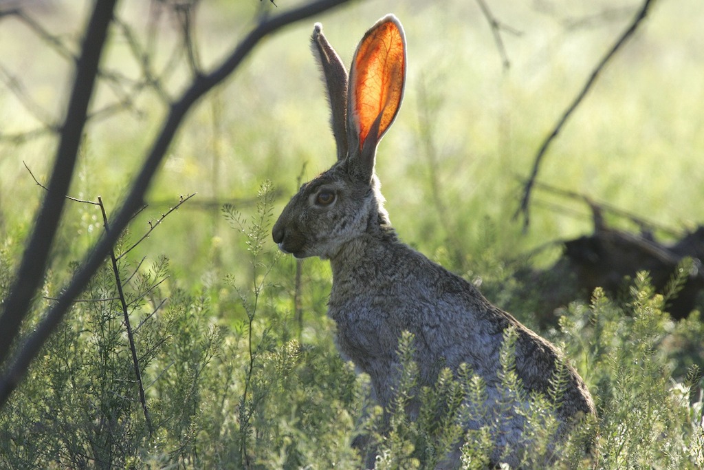 Opnieuw hazenpest in Nederland
