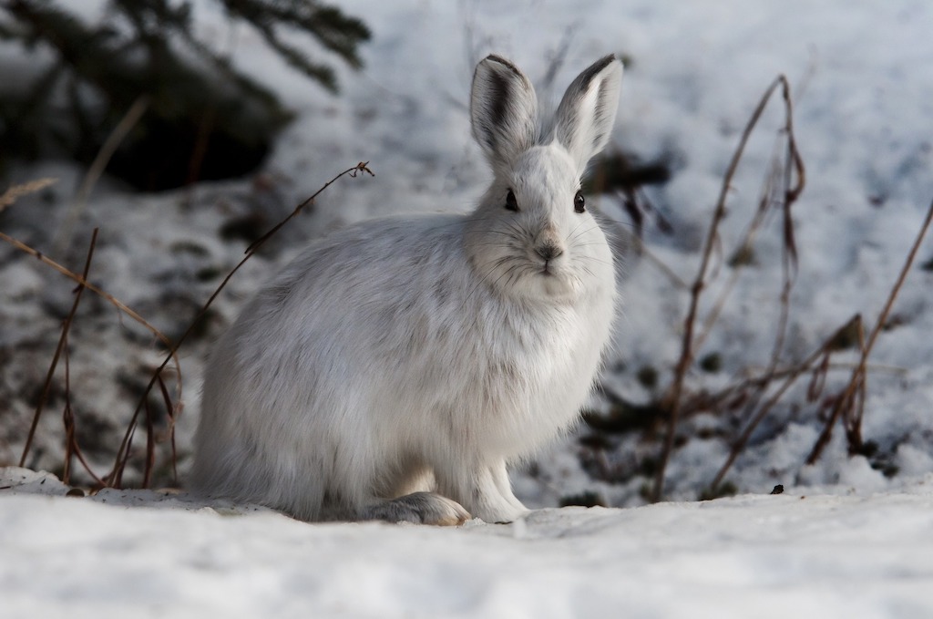 Sneeuwhaas blijkt kannibaal