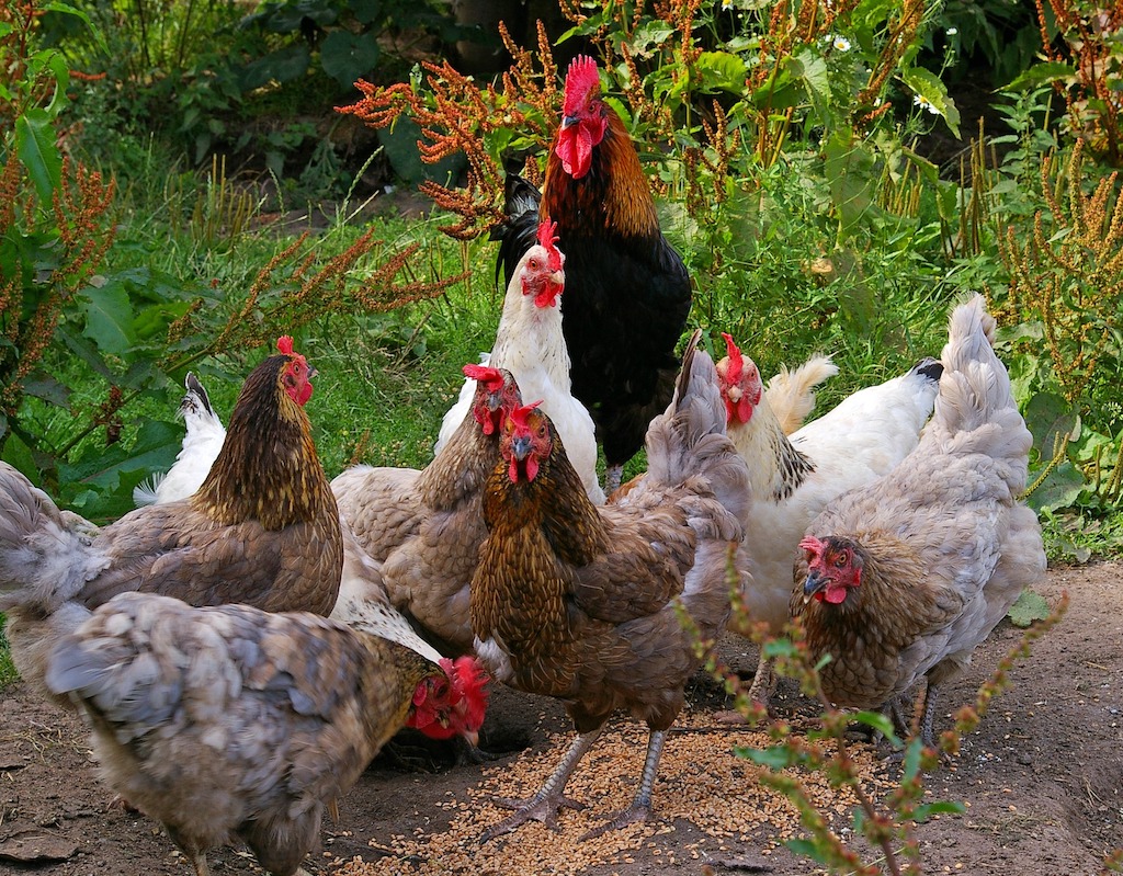 Laagpathogene vogelgriep in België
