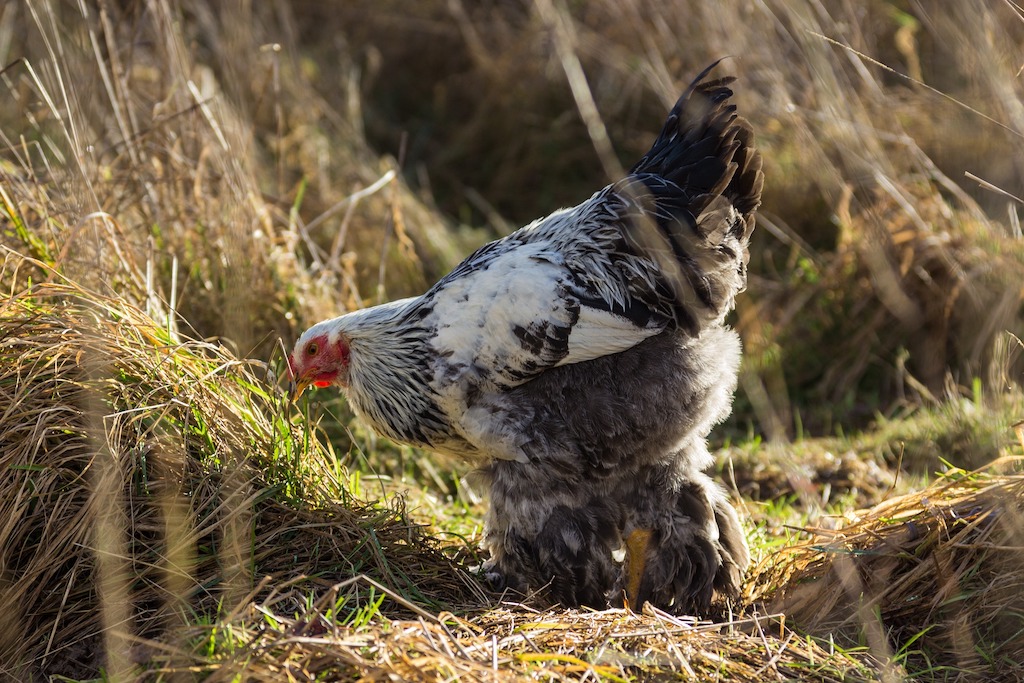 Roadmap strategisch plan vogelgriep
