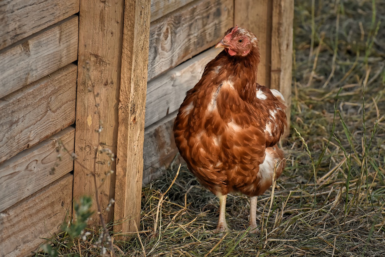 Ziekteverschijnselen H3N1 nauwelijks zichtbaar in jonge dieren