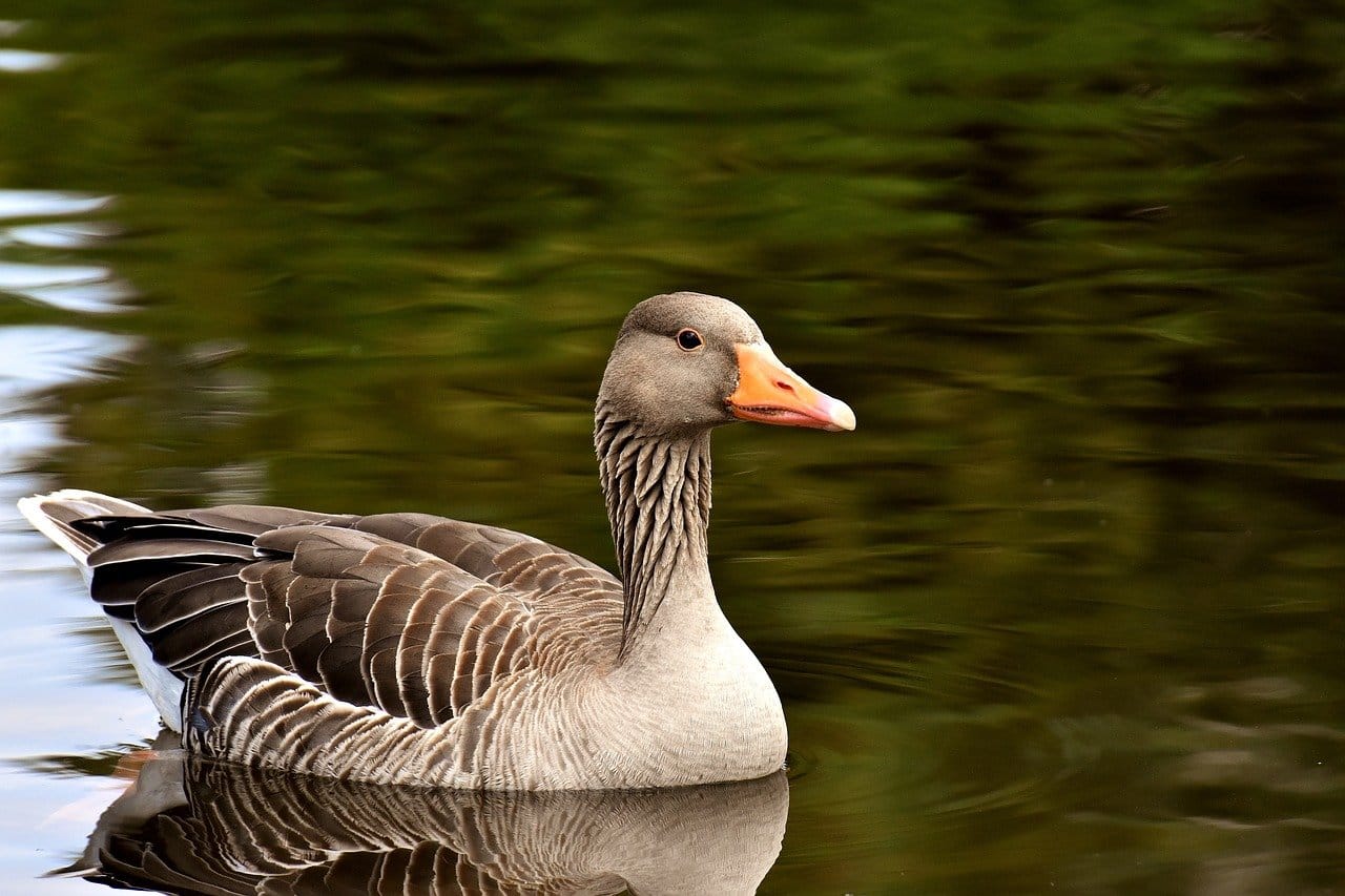 Honderden dode vogels door vogelgriep